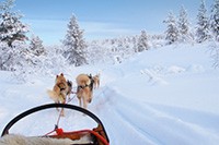 Finnisch Wörterbücher | Schlittenhunde in Finnland