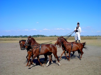 Ungarisch lernen Mann Pferde